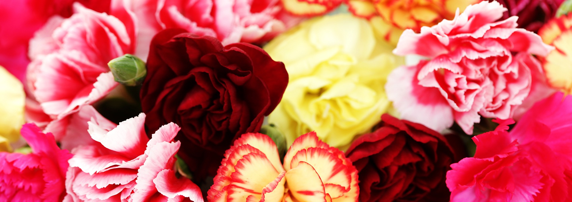 carnations in bulk