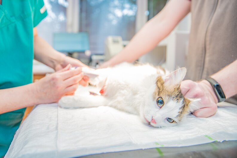Animal Soft Tissue Surgeries: Everything You Need to Know