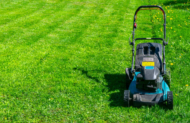 Transform Your Green Oasis: Expert Lawn Care Services Tailored to Perfection