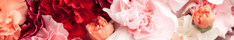 Carnations in Bulk: Fresh Blooms for Every Special Event
