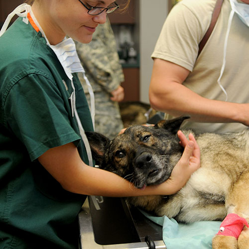 Having Your Pet Put to Sleep at Home: A Guide to a Gentler Goodbye