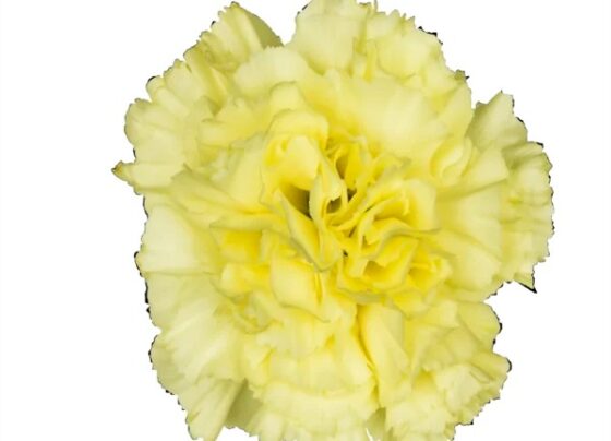 wholesale carnations