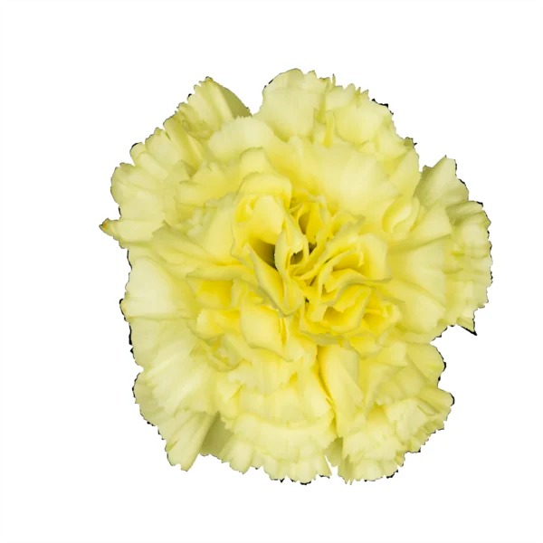 Why Wholesale Carnations Are Still the World’s Favorite Flower