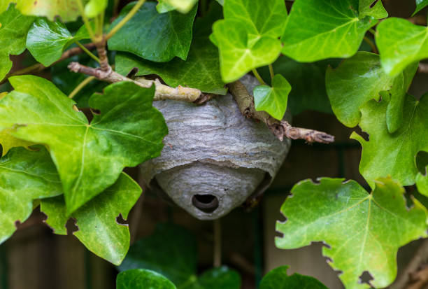 What Is the Safest Way to Remove a Wasp Nest?